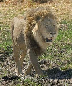 Lion-Black-Maned Walking