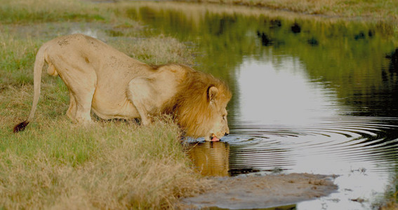 Lion at Watering Hole