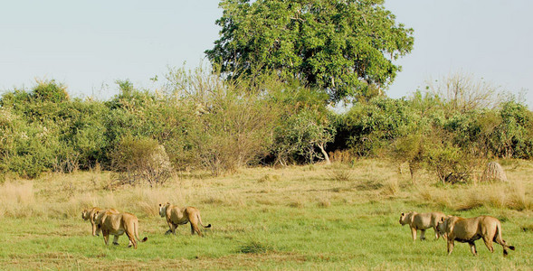 Pregnant Lionesses