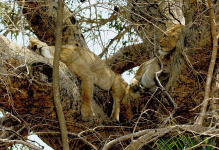 Lonesses Sleeping