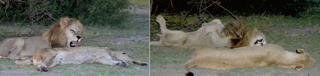 Lion & Lioness Resting