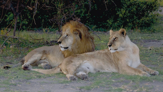 Lion & Lioness Resting