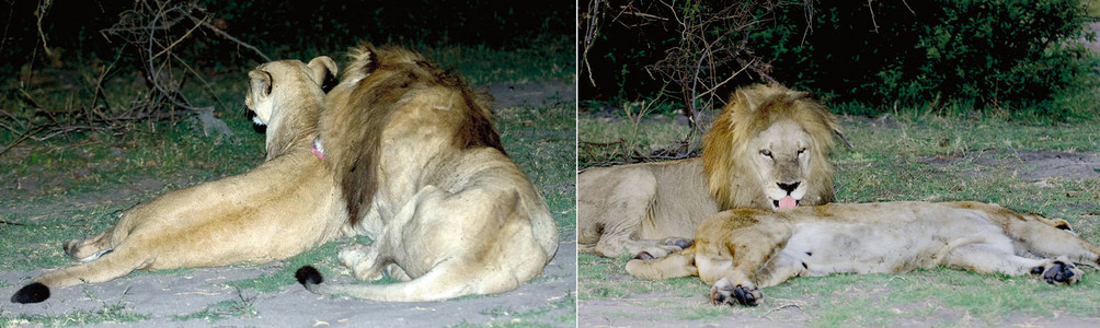 Lion & Lioness Resting