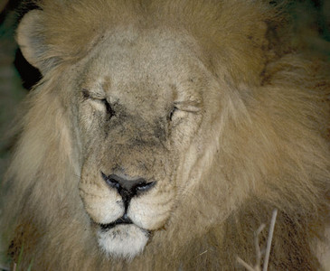 Lion Eyes Closed