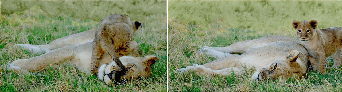 Lionness Resting and Cub