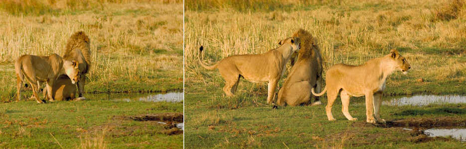 Lionesses Nuzzle Male-1st Image-dbl