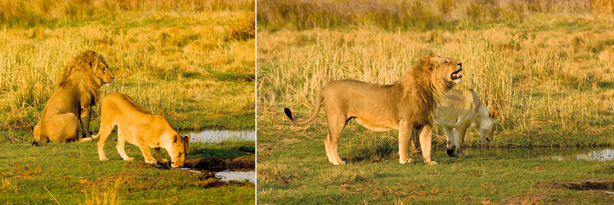 Two Lionesses and One Male (2)