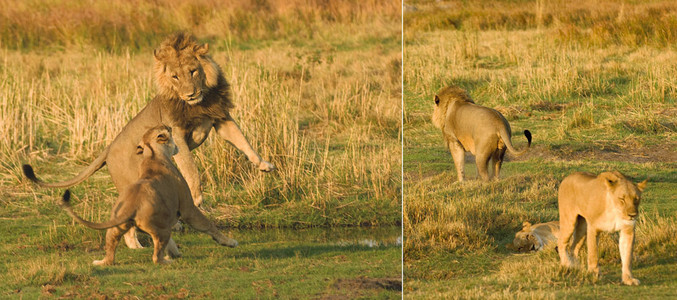 Two Lionesses and One Male (3)