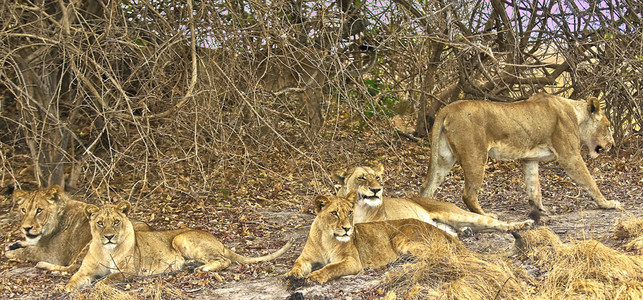 Lionesses