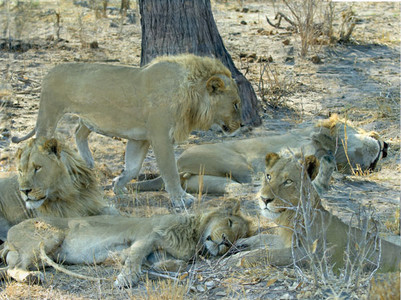 Lions resting