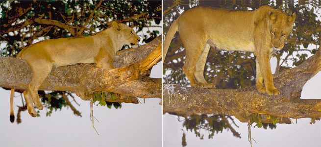 Lioness in Tree