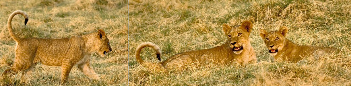 Lion Cubs Playing