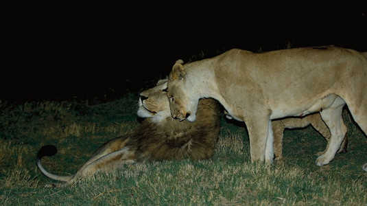 Lioness & Cub Night