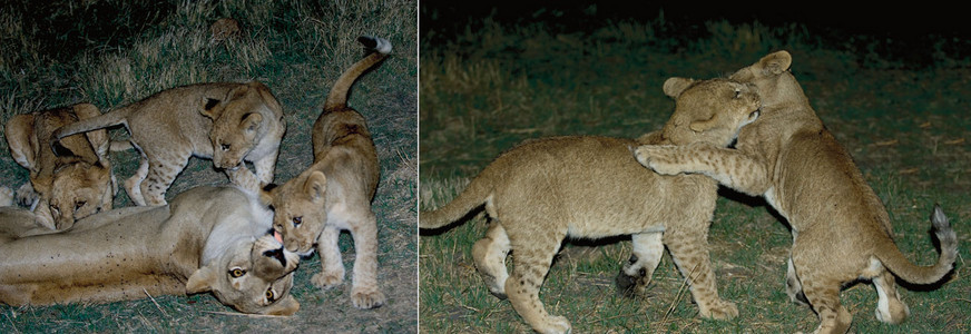 Lioness & Cubs Night