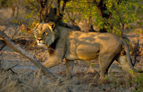 Lion and Shadows