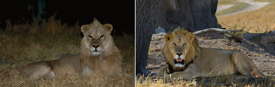 Two Resting Lions