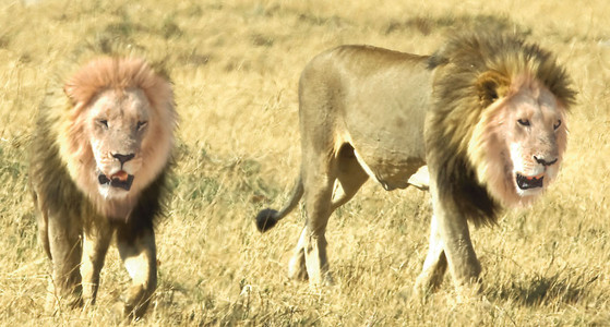 Blackmaned Lions