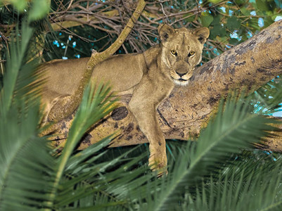 Lion in Tree