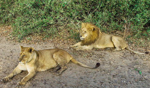 Lions Resting