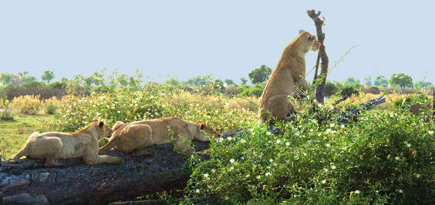 Lionesses