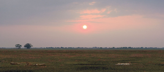 Lionesses Sleeping at 5am