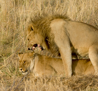 Lion Copulation