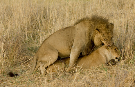 Lion Copulation