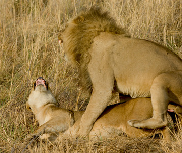 Lion Copulation