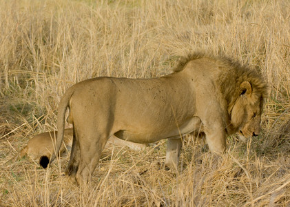 Lion Copulation