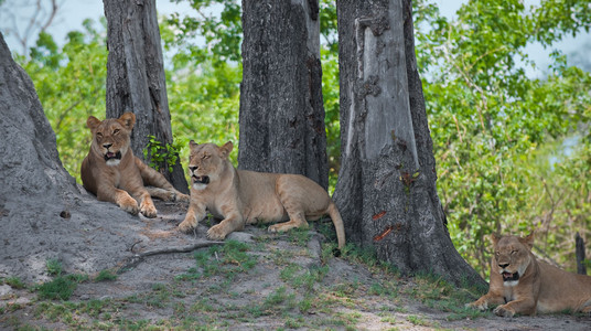 Three Lionesses