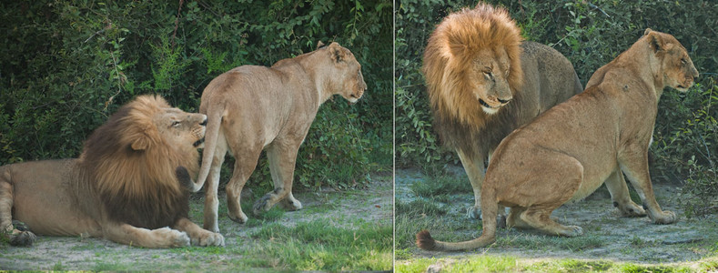 Lion Mating Behavior