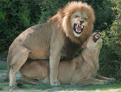 Lion Mating Behavior