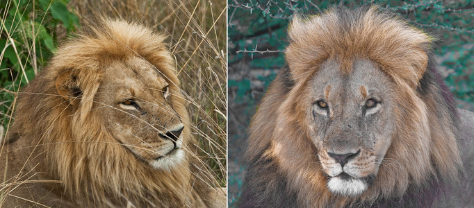 Brown-Mane Lions