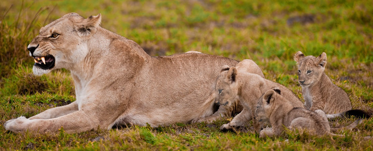 Lioness Angry at Cubs