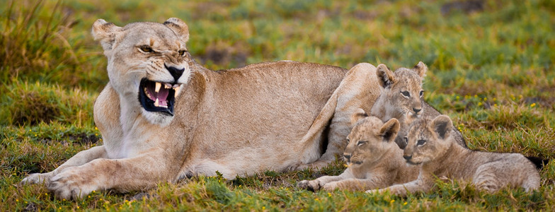 Lioness Angry at Cubs