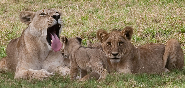 Lioness and Cubs