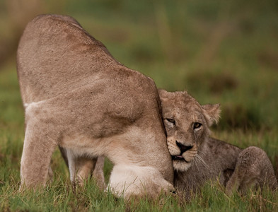 Lioness and Cubs