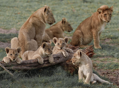 Lioness and Cubs