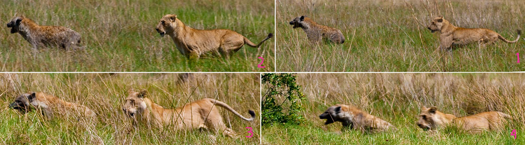 Lion Chases Hyena (Quad Photo)