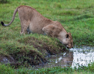 Lioness