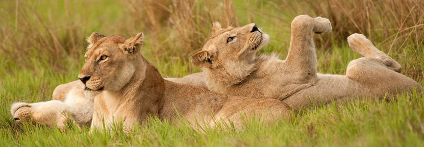 Lion Family Resting