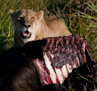 Lioness with Buffalo Rib Cage