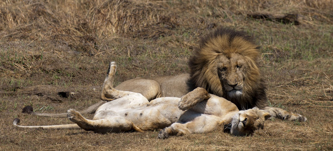 11Lions-Mating1.jpg