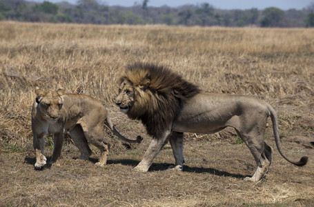 11Lions-Mating2.jpg