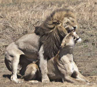 11LionsMating3.jpg