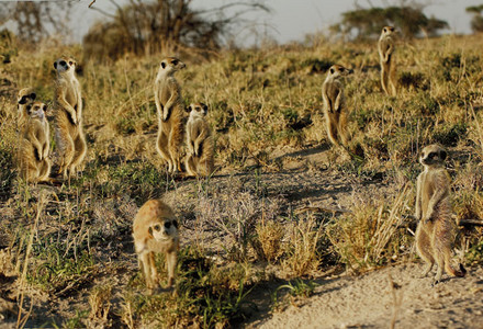 Meerkats