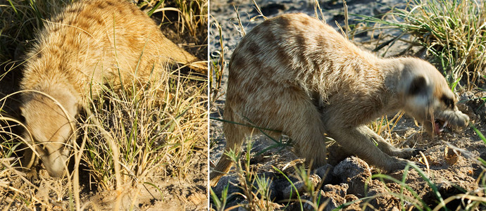 Meerkats