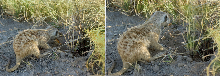 Meerkat with scorpion