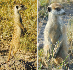 Meerkats