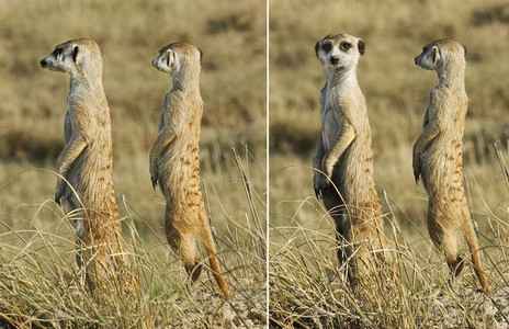 Two Adult Males Standing Guard